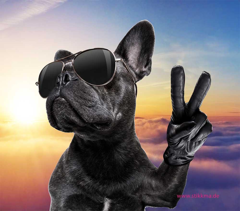 FP-Hund-cool-5