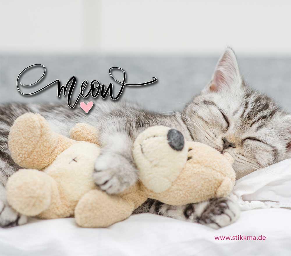 FP-meow-4