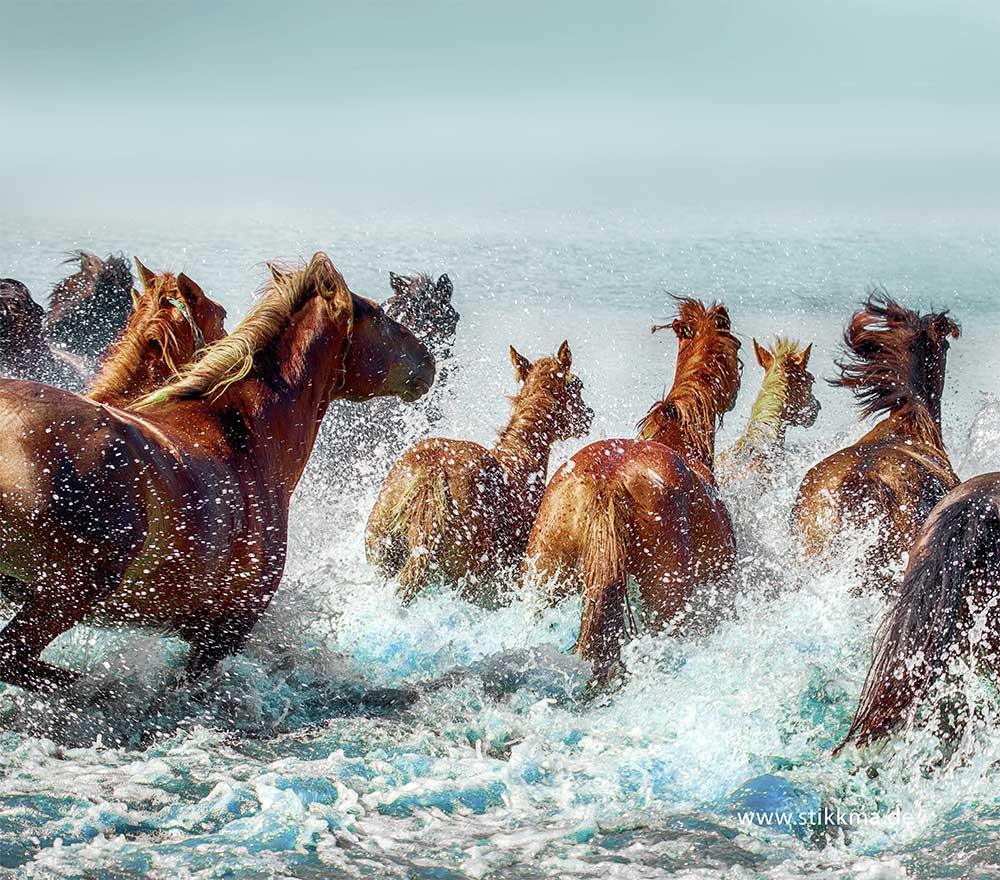 FP-springende-Haflinger-5